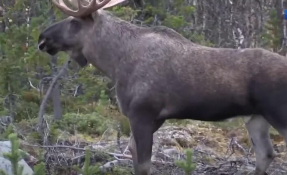    Фото: ГТРК Карелия