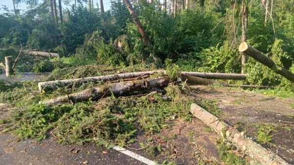    © Photo : Telegram / Лесные новости Могилевщины