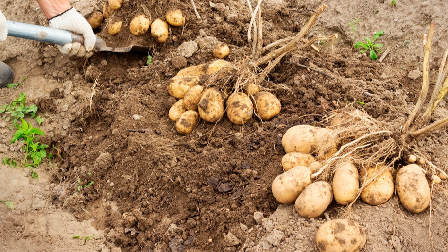 Мучился с горошинами вместо картофеля до встречи с агрономом. Крупный картофель вырос после укладки ботвы набок