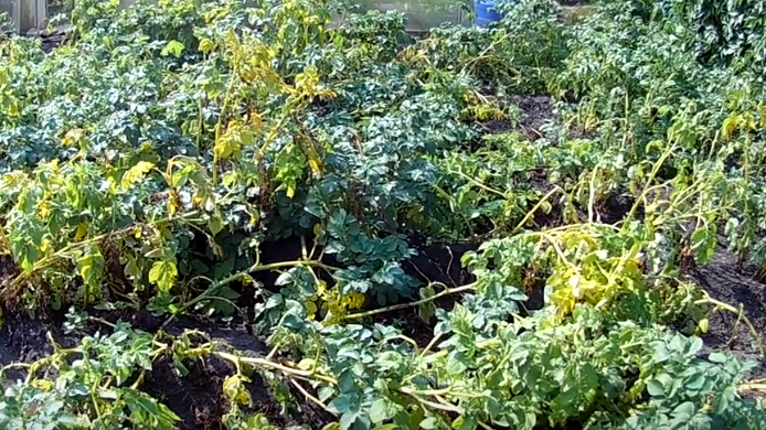 Правильная укладка ботвы - аккуратно пригибаем все стебли в одну сторону