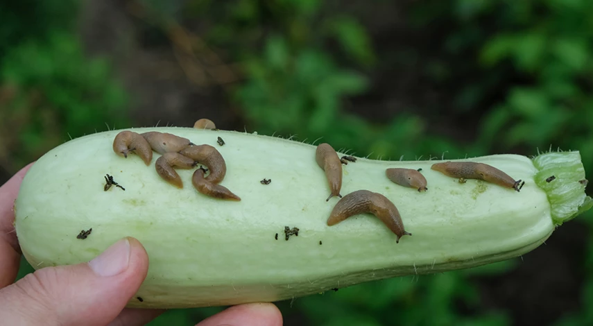 Атака слизней на кабачок