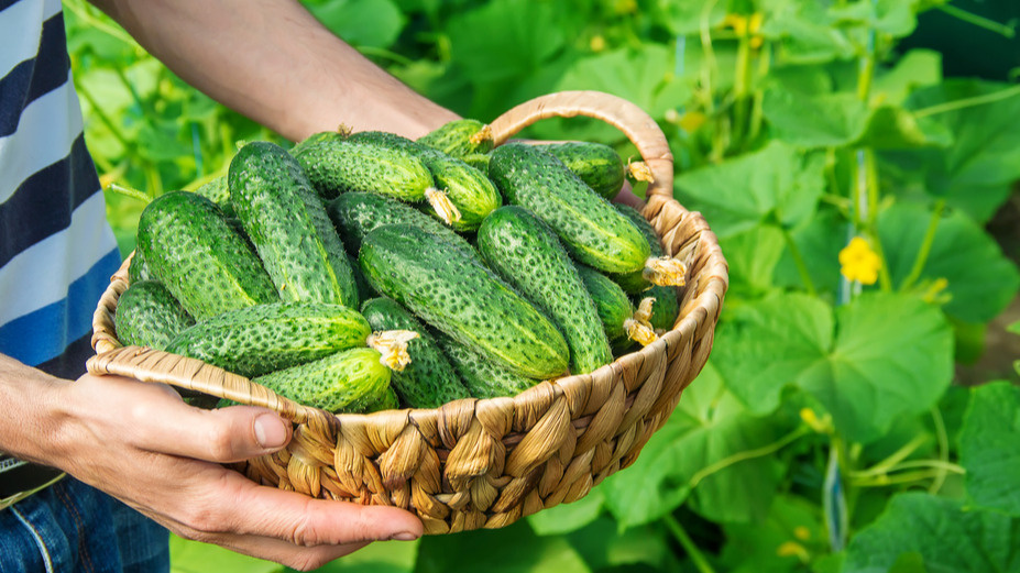 Результат применения натурального удобрения за 14 дней 