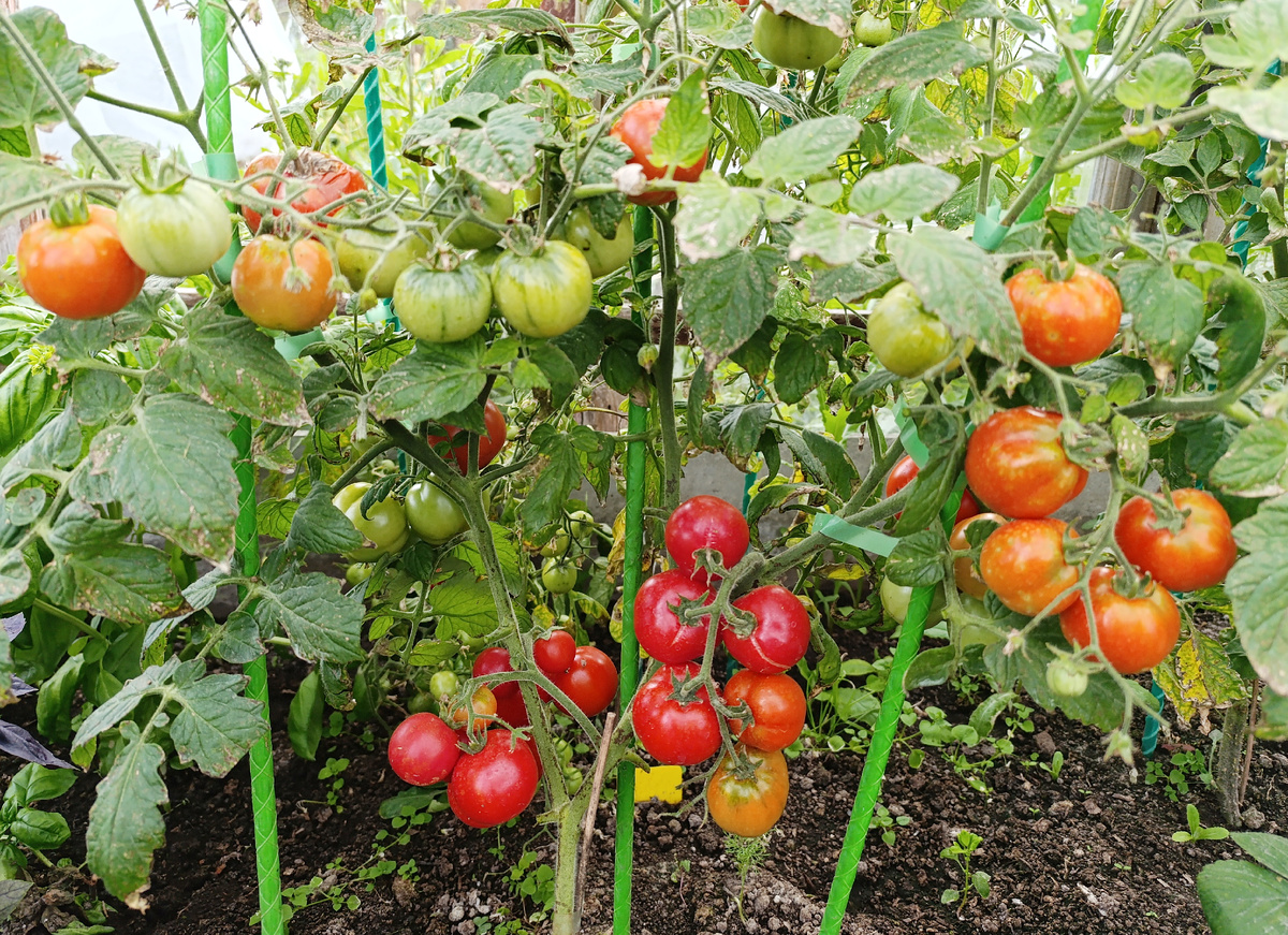 Сорт Тетушка загруженность куста