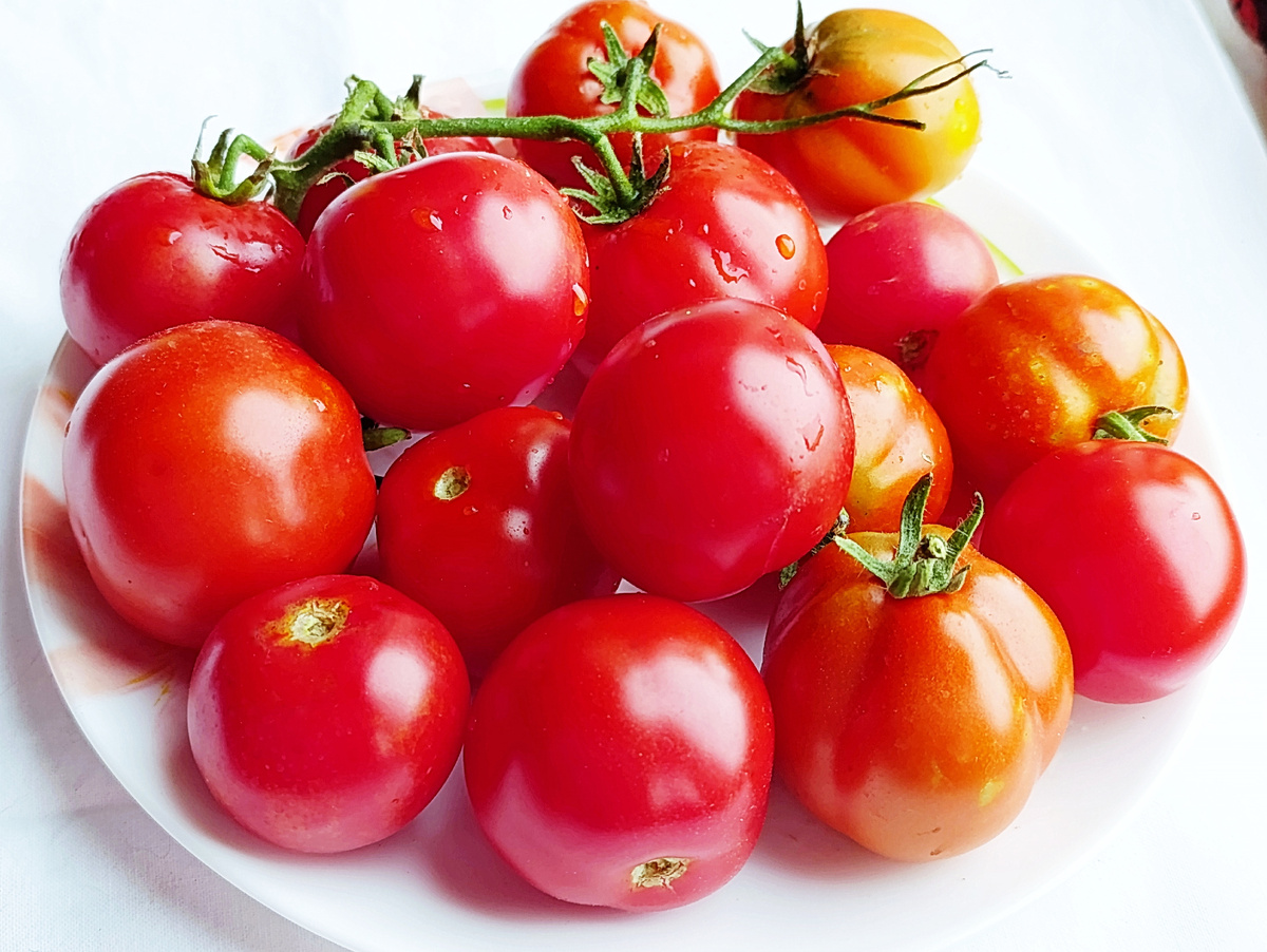 Сорт Тетушка