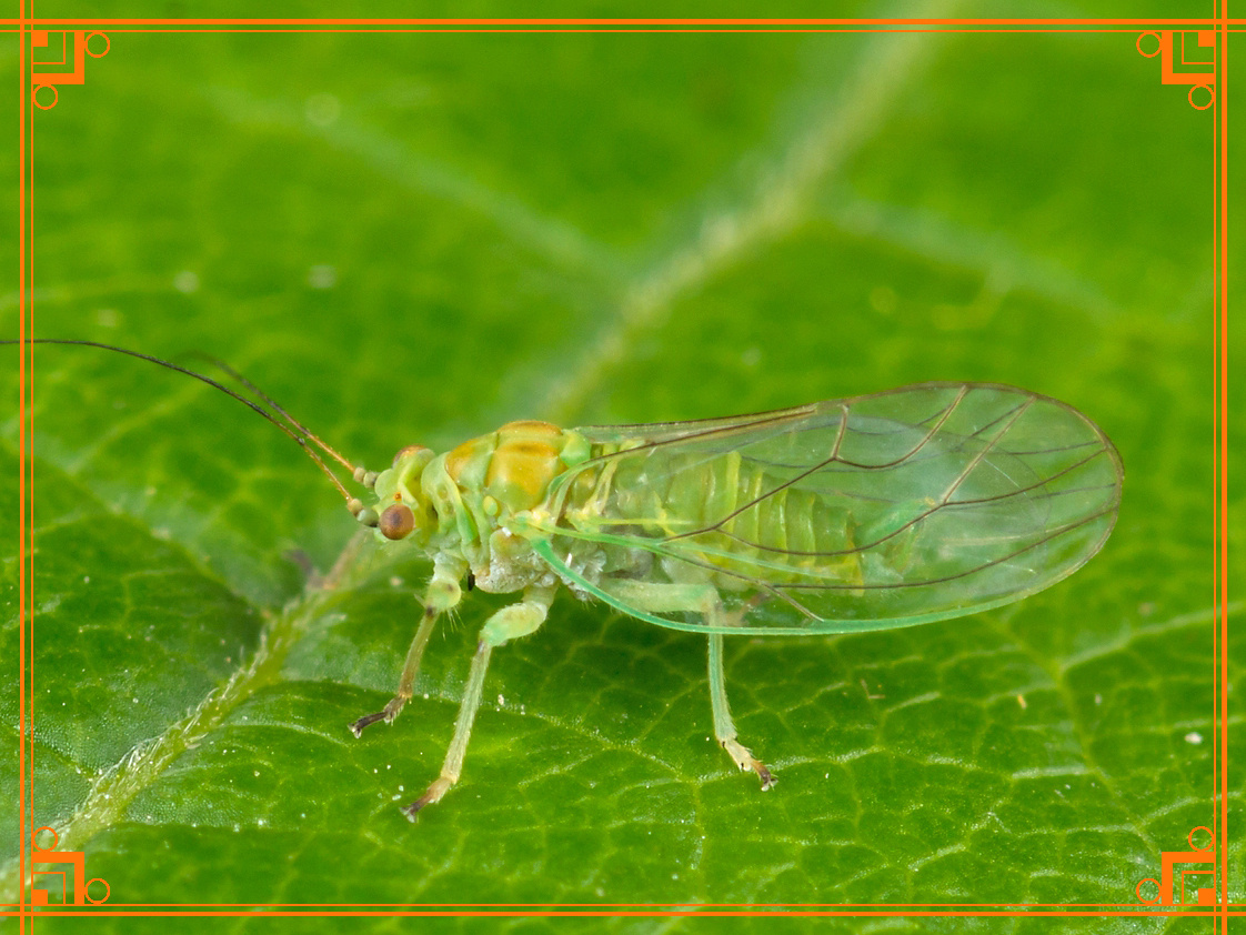 Фото из интернета. Почему кудрявится морковь. Зонтичная листоблошка.