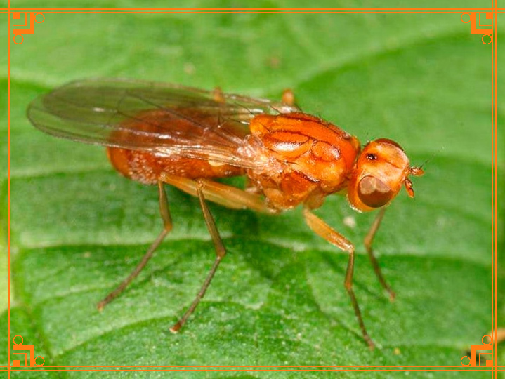 Фото из Интернета. Как убрать курчавость у моркови. Морковная муха