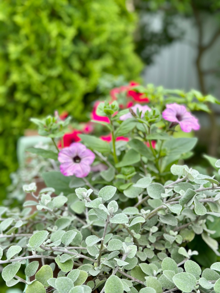 Ну какая красота уже у меня в ржавом мангале