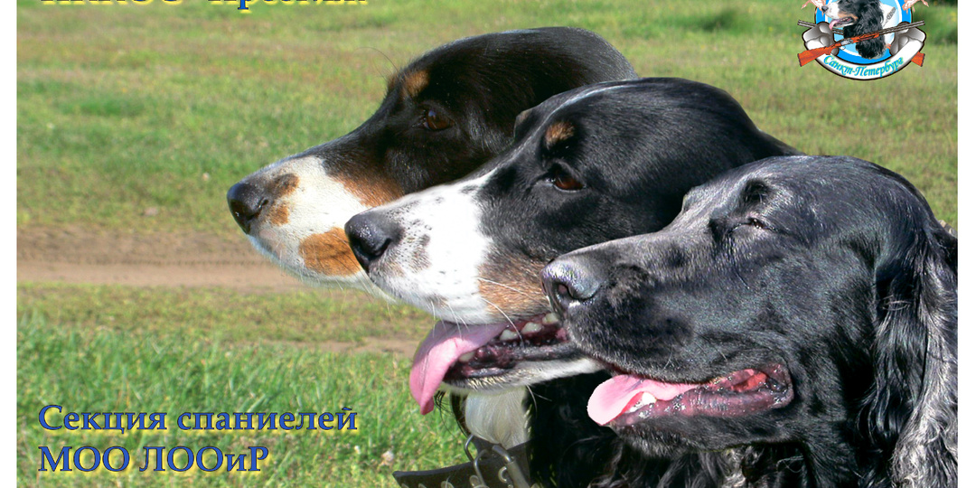 Собачьи календари. Часть 1.