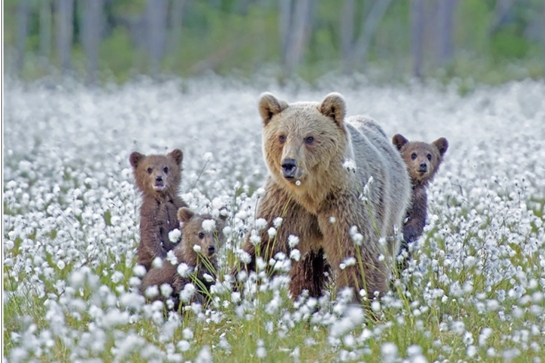 Детёныши диких животных часто кажутся нам удивительно дружелюбными, любопытными и даже милыми