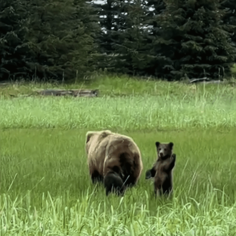 Для человека важно уважать дистанцию и не вмешиваться в жизнь диких животных