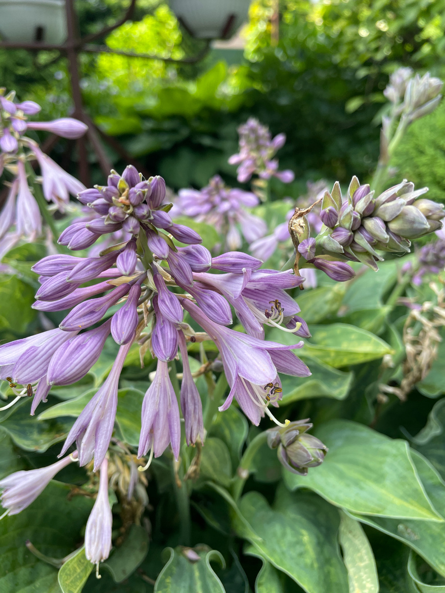 хоста цветет