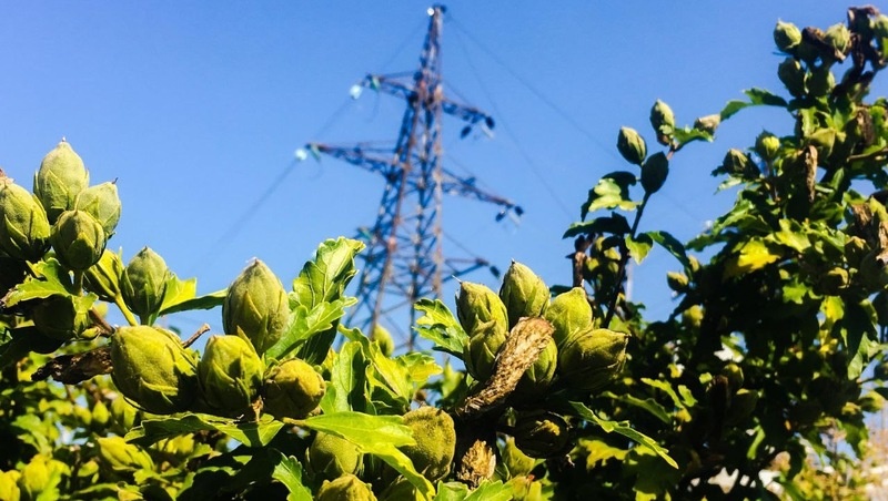      Фото: Россети Северный Кавказ