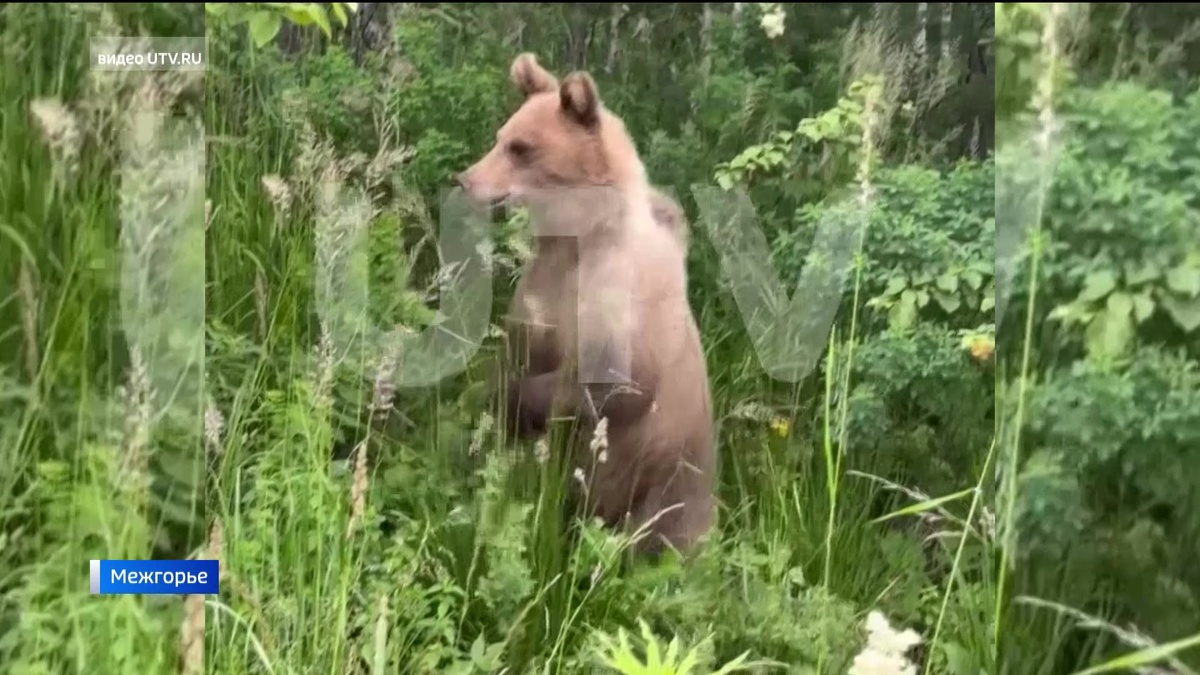    Волки, медведи и лисы: в Башкортостане вновь фиксируются встречи человека с дикими зверями
