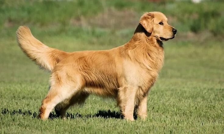 Изображение из интернета