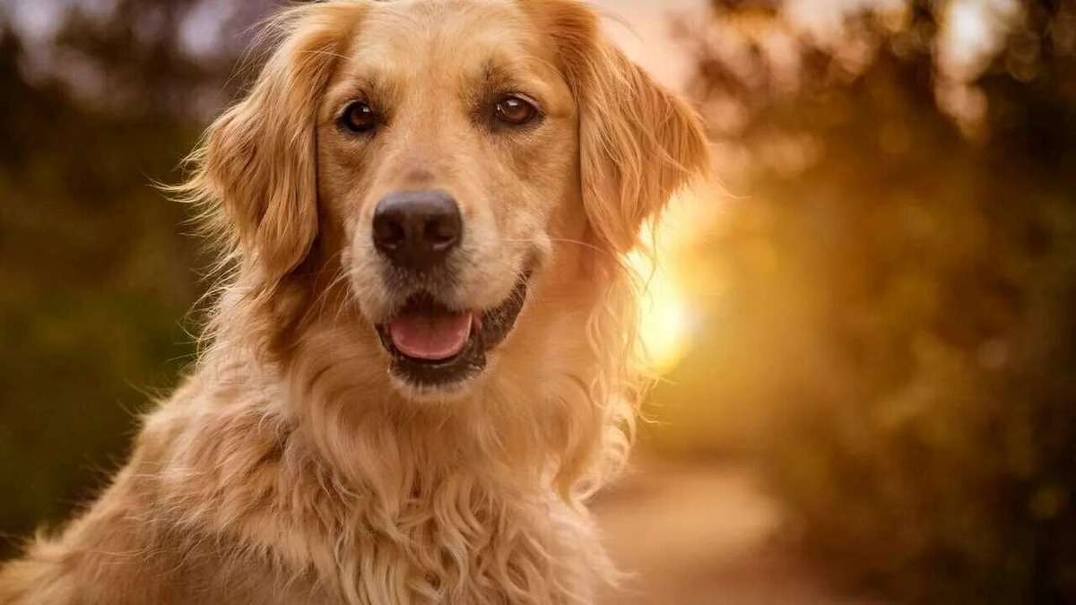 Изображение из интернета