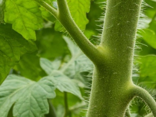 Ориентируйтесь на толщину стебля и цвет листьев!