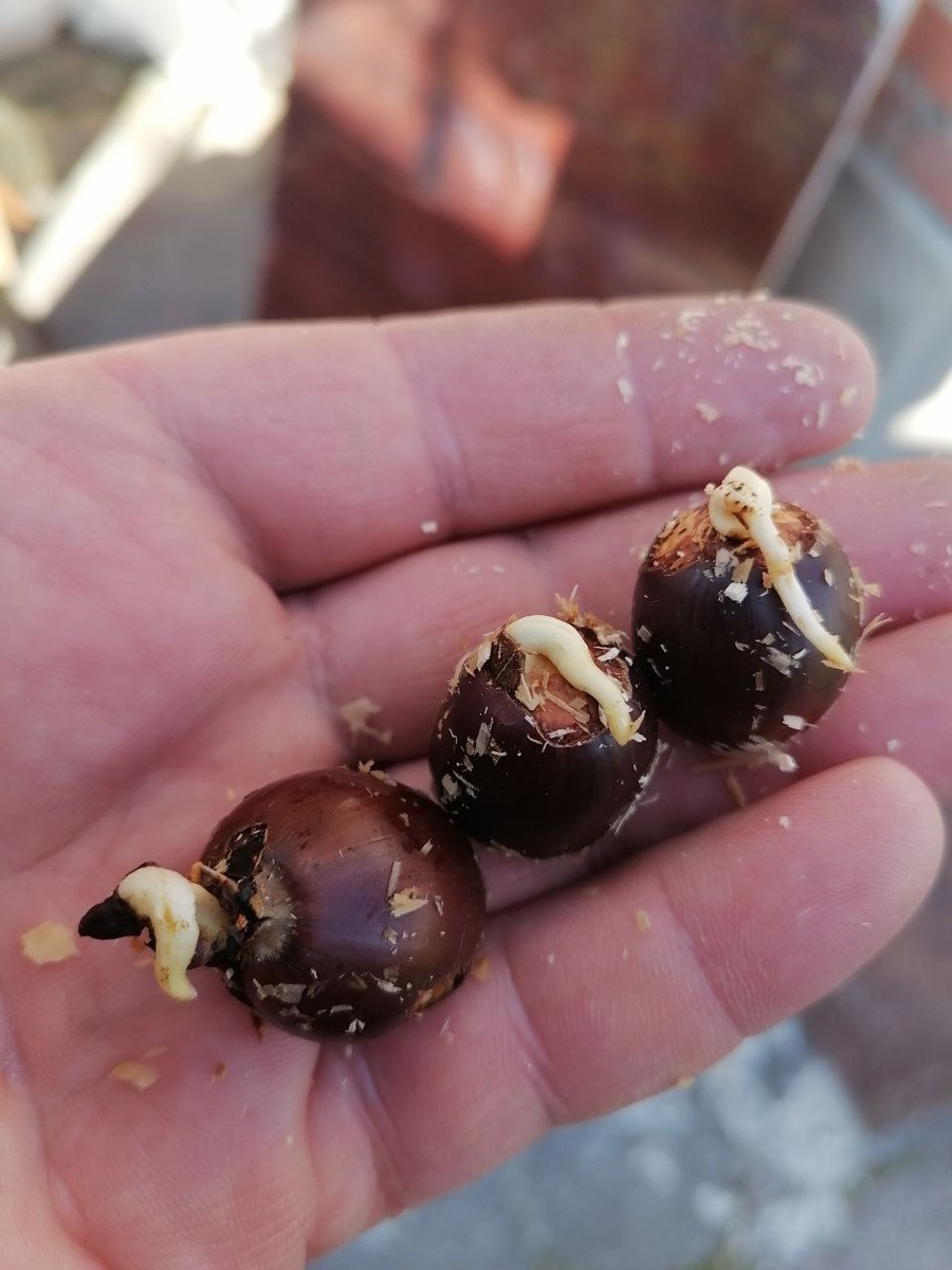 Пророски появились как из надрезанных желудей, так и из уже прораставших осенью