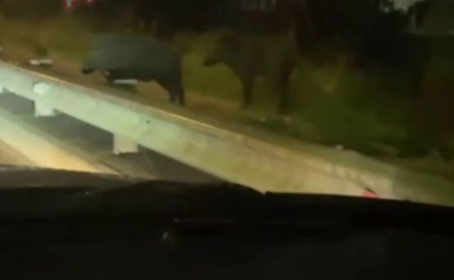    © Telegram-канал «Девяткино online | Мурино»