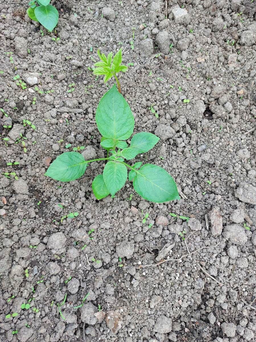 11 июня (в парнике) 