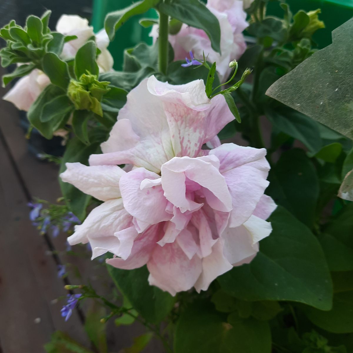 РОСКОШНЫЕ МОХРОВЫЕ СОЦВЕТИЯ!  Размером с кулак, ароматные , похожи на зефирку. Пока жаре противостоят на отлично