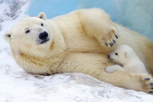    Фото: Новосибирский зоопарк