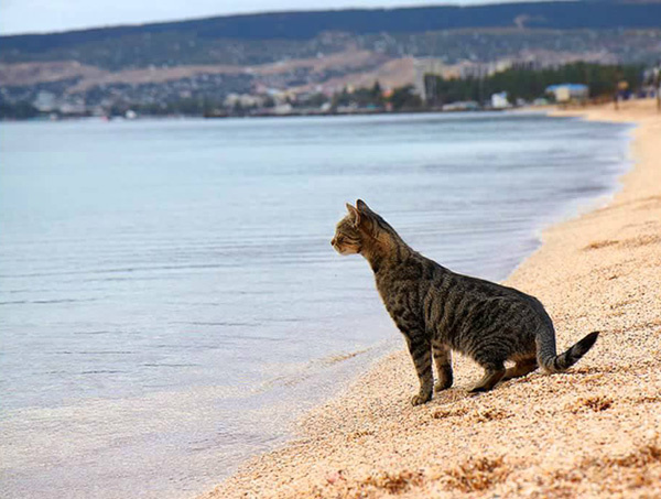 Балаклавский кот. Источник фото: https://www.evpatori.ru/pamyatnik-balaklavskomu-kotu.html?ysclid=mcx4k68p8p912291152