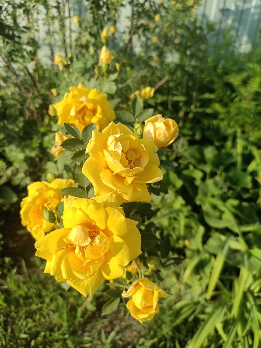 Чайная роза (вроде бы), кустовая