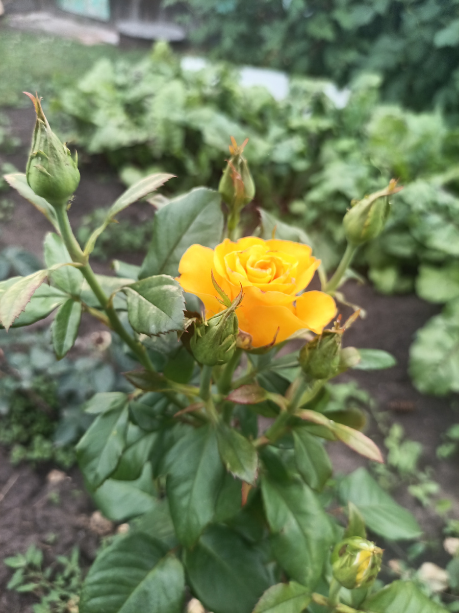 А это просто роза