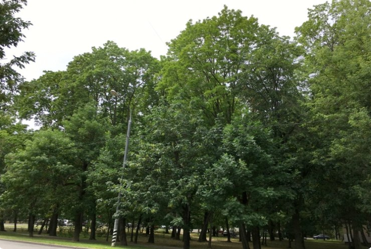 Не пустырь, а живой зелёный массив! Более 50 деревьев с сомкнутыми кронами — это не просто красиво, это юридически значимый объект. Такие территории нельзя уничтожать.