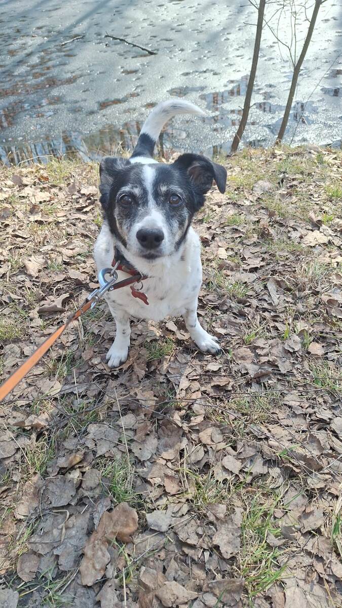 Это фото одно из последних. Прошлой осенью я вдруг заметила, как постарела моя собака