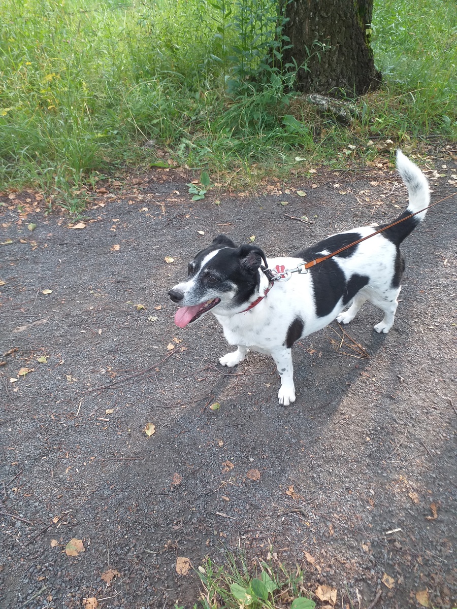 Семь месяцев жизни для нашей собаки мы все-таки отстояли