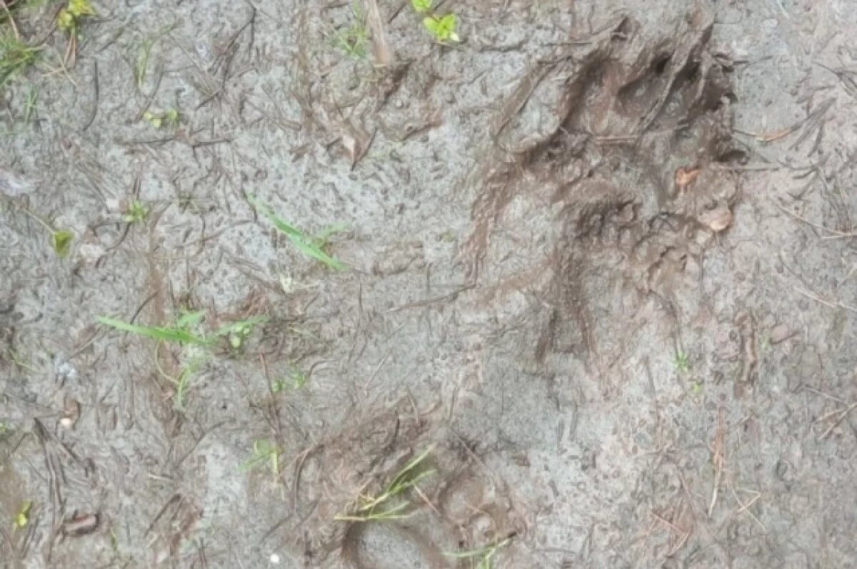    В заповеднике Шульган-Таш зафиксировали рекордное число медведей