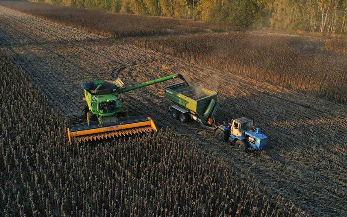    «Тамбовагропромхимия» вырастит 500 тонн элитных семян подсолнечника Фото с сайта правительства Тамбовской области