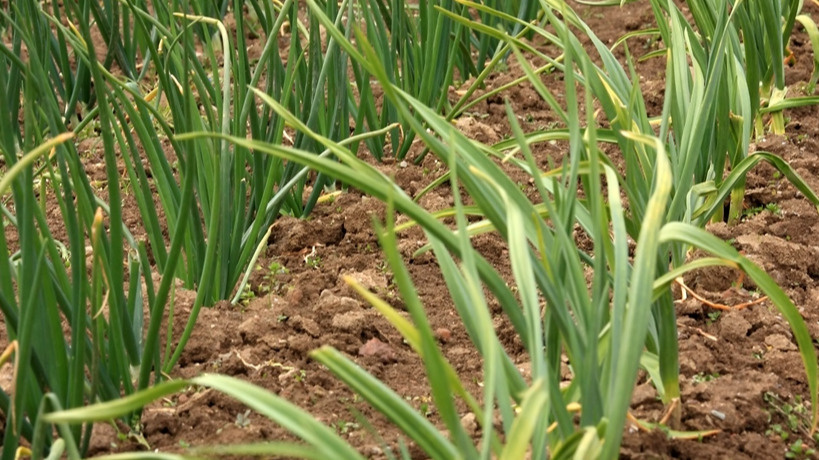 Типичная картина середины июля - лук созревает неравномерно