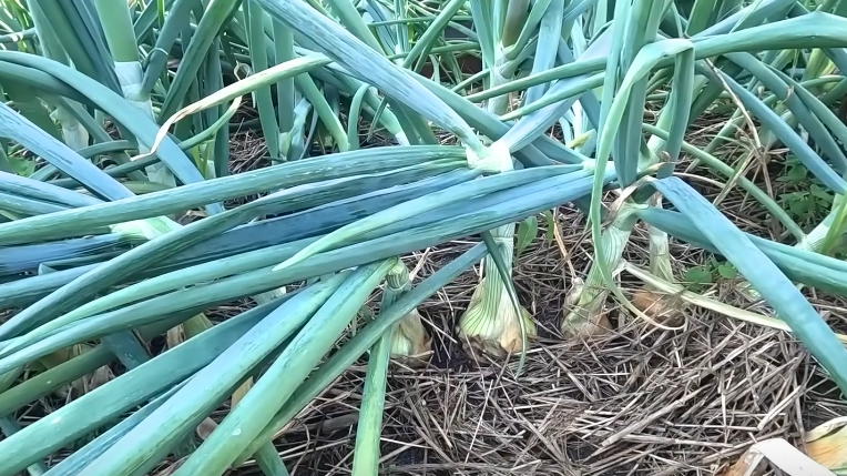 70% ботвы полегло - сигнал к началу уборки