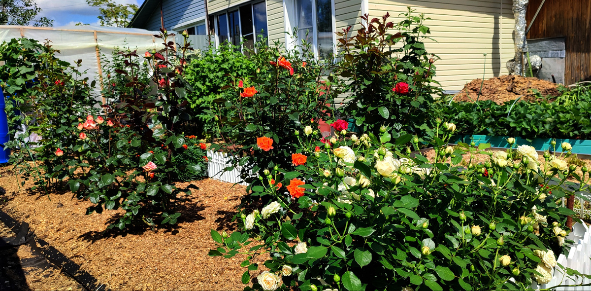А ещё огород для души. Там у меня растут не только овощи, но и цветы. 