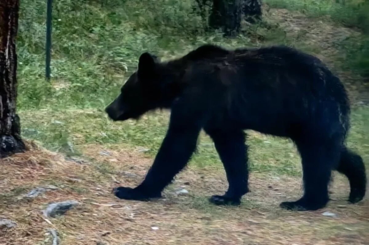    Большую Байкальскую тропу закрыли из-за медведя в Иркутске