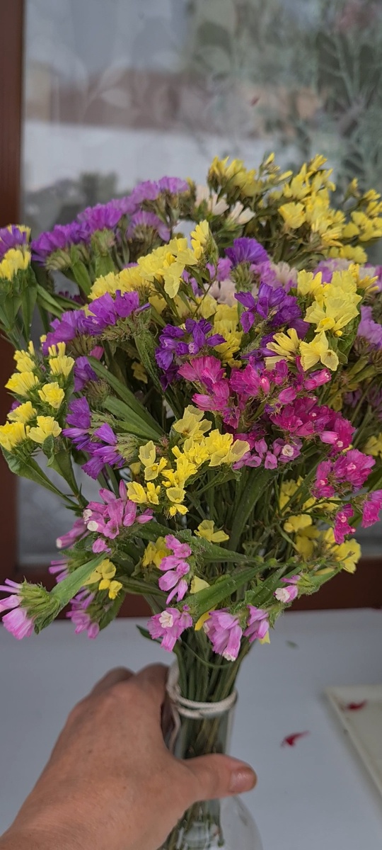 Вырастила в первый мой сухоцвет .