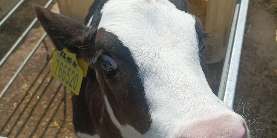 Телята садовского и школьного возраста в «Экониве» или что делать на молочном заводе с детьми