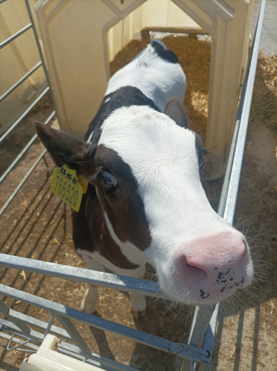 Вот такие милые телята-детсадовцы