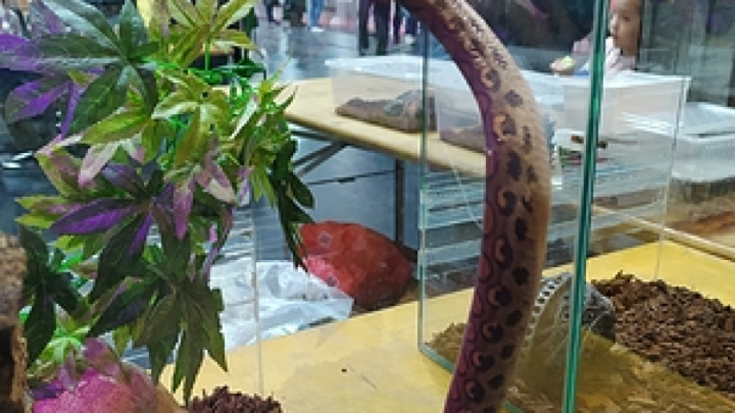    Фото: VICTOR LISITSYN/GLOBALLOOKPRESS