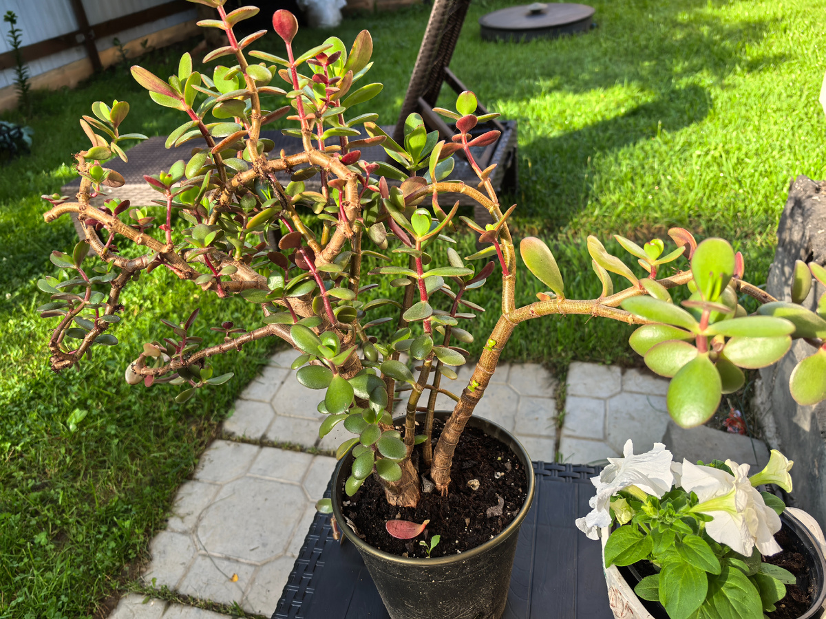 Денежное дерево из Сада Фарадеи до обрезки