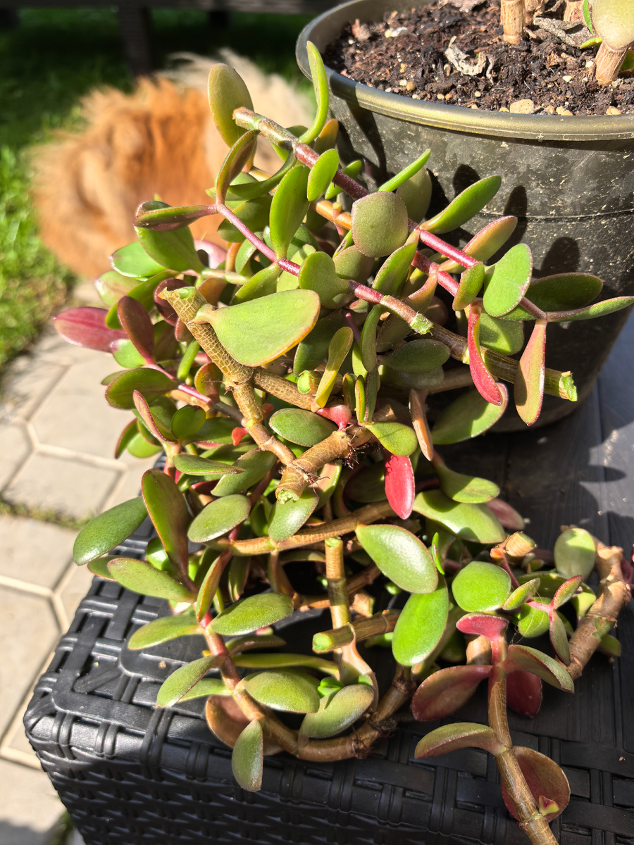 Отходы обрезки Толстянки