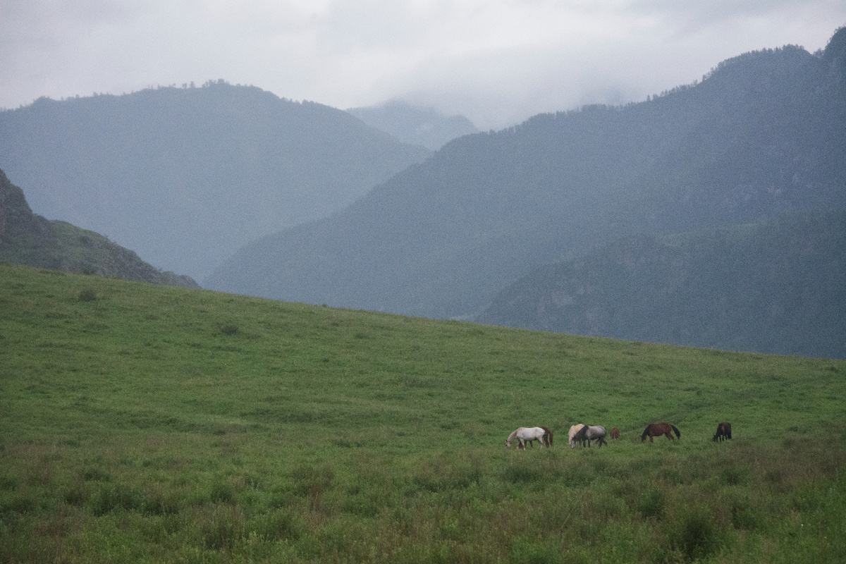 Табуны пасутся в долинах Горного Алтая