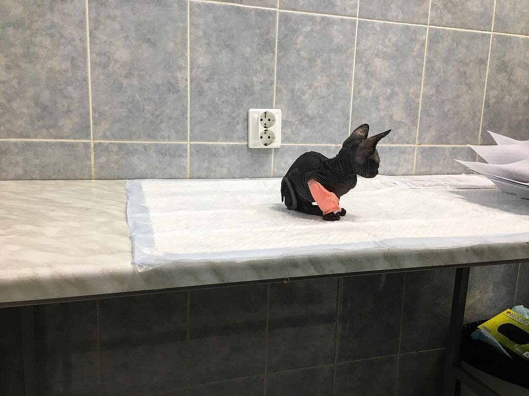 Котя с катетером для капельницы в ветклинике