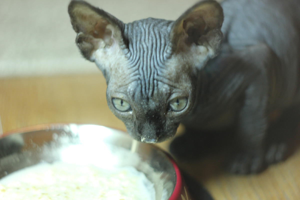 Маленькая Котя ест то самое козье молоко