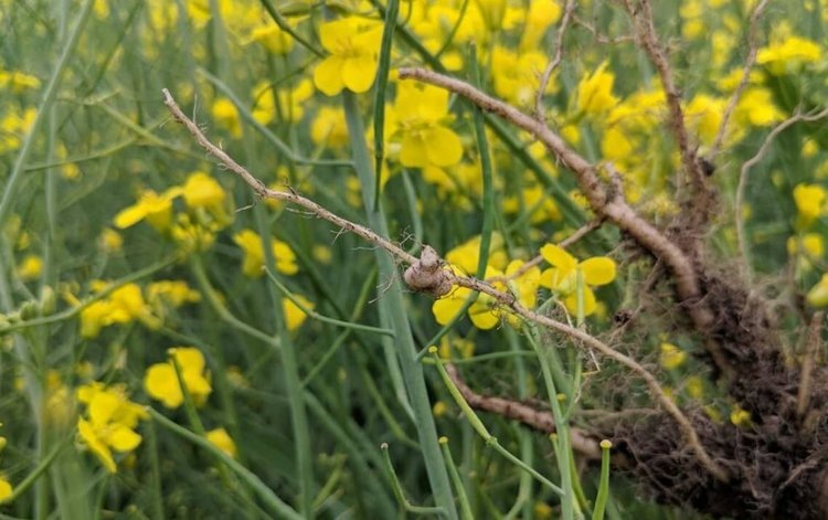    Фото: Canola Council of Canada