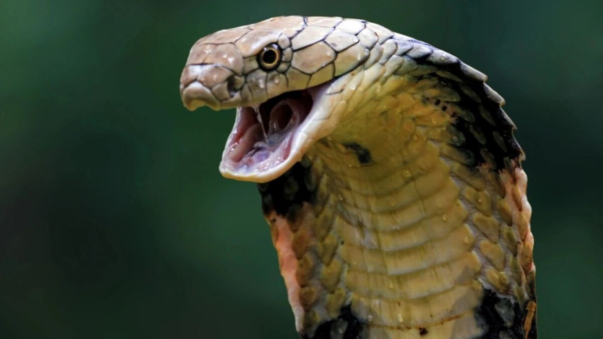    Фото: Kurit afshen/Shutterstock/Fotodom