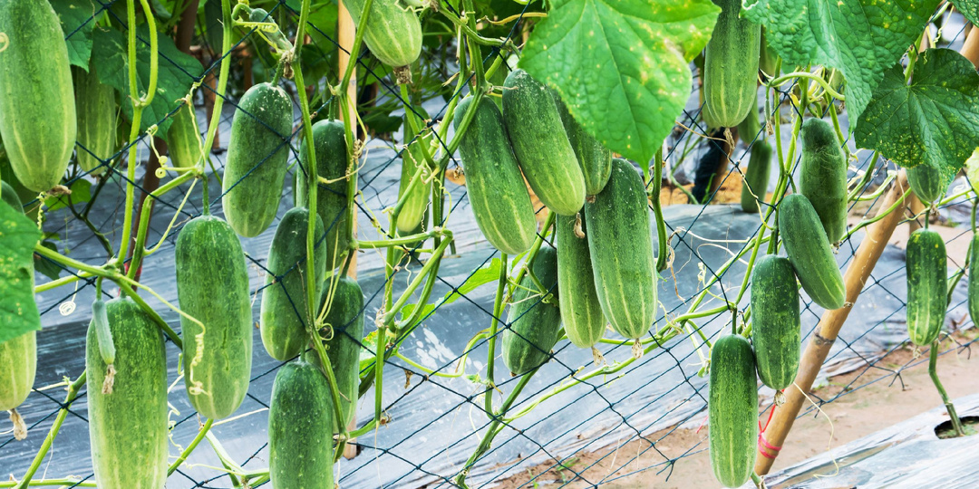 Как я удваиваю урожай огурцов с помощью дрожжевой подкормки: мой июльский секрет