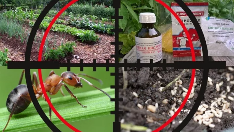 источник: https://granmax.ru/ot-sadovyh-muravev-v-dome